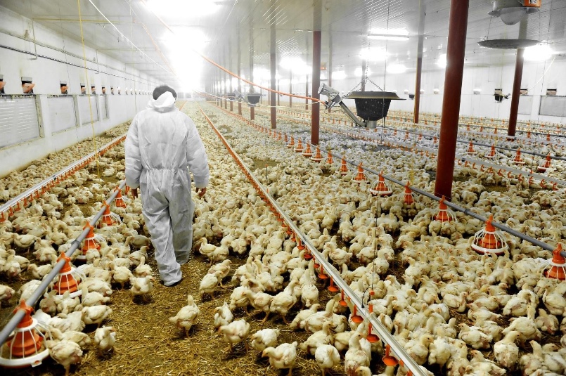 Image of a poultry farm
